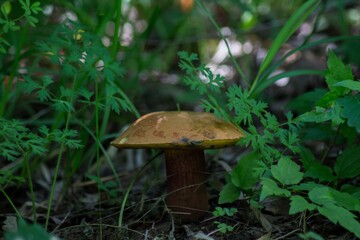 mushroom in the grass