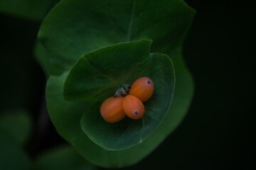 Wild berries
