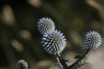 thorny flower