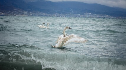swan on the waves of the black sea in winter