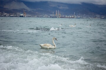 swan on the waves of the black sea in winter