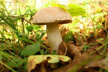 Close-up of the image of the edible fungus. Forest. Mushrooms in the autumn forest. Copy space. Background.