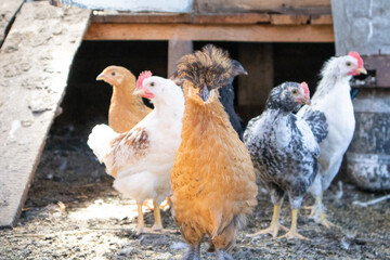 Portrait of tufted chicken on farm in the hen house. Selective focus