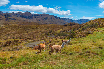 A herd of Llama (Lama glama) in Cajas national park, Andes mountains, Cuenca, Ecuador.