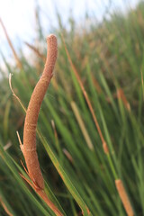 close up of a bulrush green grass © mk creativity 