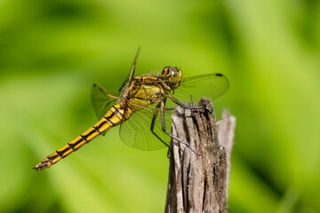 Big yellow Dragonfly hold on dry branch Close up. Dragonfly in the nature habitat. Beautiful nature scene with dragonfly outdoor. a background wallpaper. copy space and place for text.
