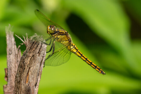 Big yellow Dragonfly hold on dry branch Close up. Dragonfly in the nature habitat. Beautiful nature scene with dragonfly outdoor. a background wallpaper. copy space and place for text.