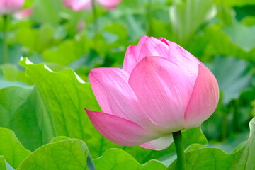 LOTUS