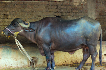 Obraz premium indian black buffalo (Bubalus bubalis)