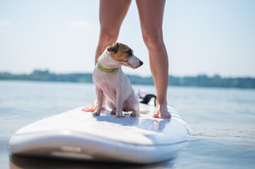 A small brave dog is surfing on a SUP board with the owner on the lake. Close-up of a jack russell...