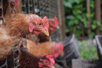 The chicken looking through the fence. Pink scallop brown feathers. An animal that lives in the countryside in a chicken coop. Farmers household.