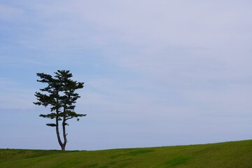 一本の松の木と緑の河川敷、宮城県仙台市避難の丘付近/A lone pine tree...