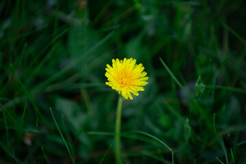 Close up of a dandelion 