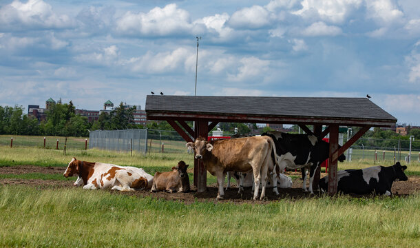 Herd Of Dairy Cattle Taking Over On A Sunny Day