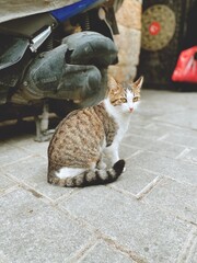 The street cats in Turkey