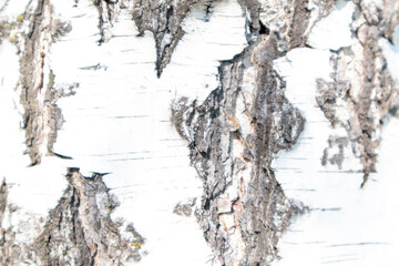 Full frame texture of white birch bark. Birch tree texture background
