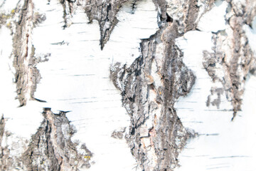 Obraz premium Full frame texture of white birch bark. Birch tree texture background