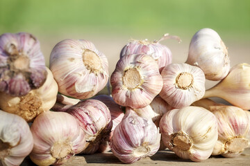 Fresh organic garlic on a wooden table, selective focus.