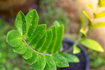 The tree planted in a beautiful house with an evening atmosphere that awakens around the house.