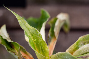 The tree planted in a beautiful house with an evening atmosphere that awakens around the house.