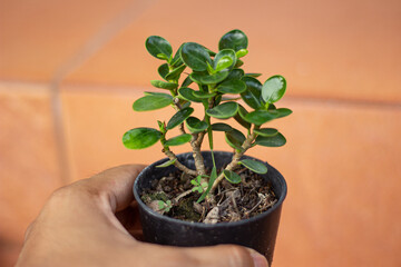 The tree planted in a beautiful house with an evening atmosphere that awakens around the house.