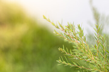The tree planted in a beautiful house with an evening atmosphere that awakens around the house.