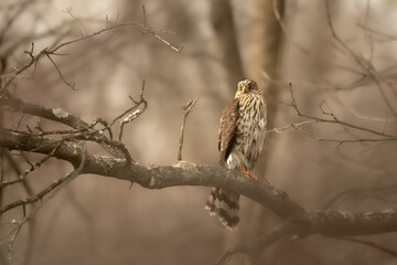 A hawk rests on a branch on a gloomy day in NJ
