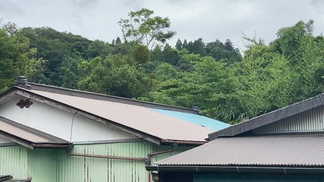 民家へやってきた野生の猿。屋根の上で休憩中？