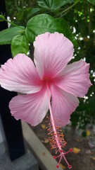 Pink hibiscus flowers have beautiful stamens and fragile petals blooming beautifully in the garden.