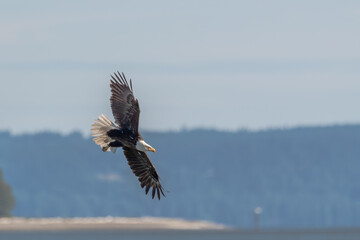 Eagle on the wing-Bald Eagle (Haliaeetus leucocephalus)