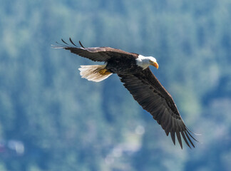 Eagle on the wing-Bald Eagle (Haliaeetus leucocephalus)