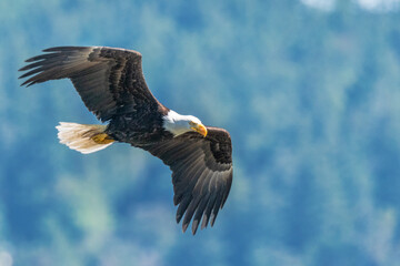 Eagle on the wing-Bald Eagle (Haliaeetus leucocephalus)