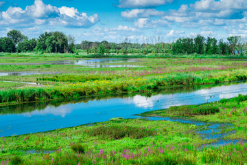 water landscape with goose in National Park Biesbosch. In Werkendam, The Netherlands 