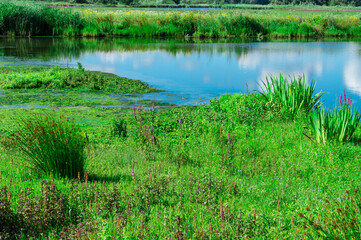 Obraz premium water landscape with goose in National Park Biesbosch. In Werkendam, The Netherlands 