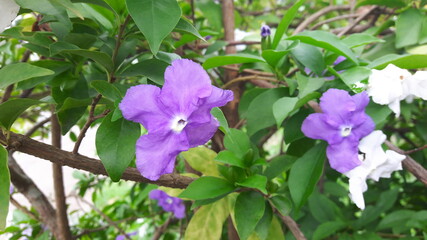 Purple flowers with delicate petals bloom beautifully in the garden.