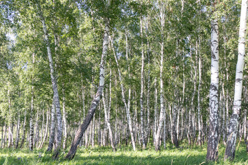 Fototapeta premium Birch forest in summer. Birch trees landscape