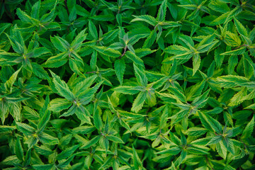 Mint fresh green leaves background. The plant is useful as a seasoning for a fresh aroma.