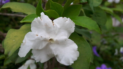 White flowers with delicate petals bloom beautifully in the garden.