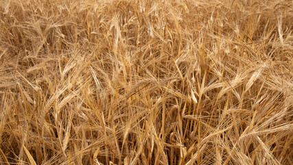 background of golden dried ripe wheat. ears of corn