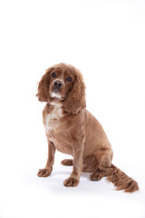 Studio portrait of a cocker spaniel mixed breed dog