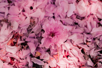 Fototapeta premium pink flowers background