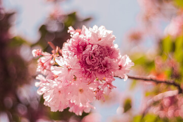 pink cherry blossom in spring