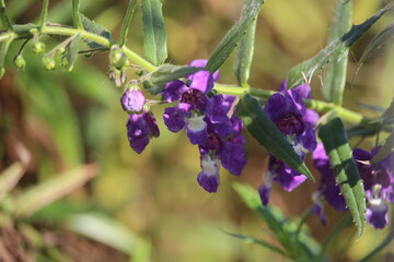 purple wisteria flowers that were blooming in the yard