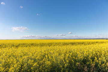 Obraz premium Cultivated agricultural field. Oilseed Rapeseed yellow flowers