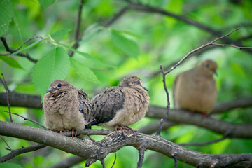 Two young mourning dove fledgling siblings sit nearby on  a tree branch while mother watches in the background, one is a pensive little dove.