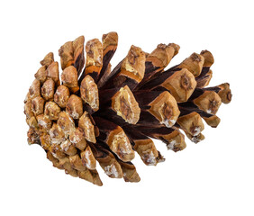 Pinecone isolated on white background with clipping path