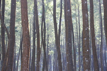 the atmosphere of Gunung Kawi Malang pine forest, East Java