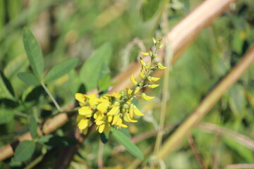 yellow flowers bloom in national parks in Indonesia