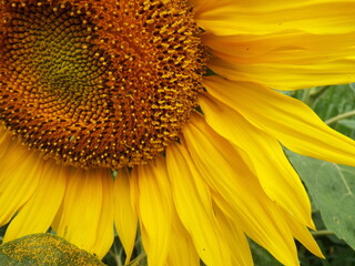 Naklejka premium sunflower close up