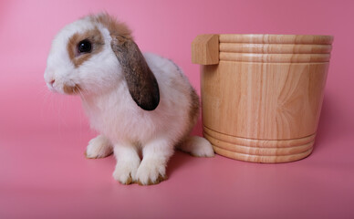 The white rabbit, the long-eared brown hair, is about to walk out and the side has a brown wooden bucket placed on a pink background.